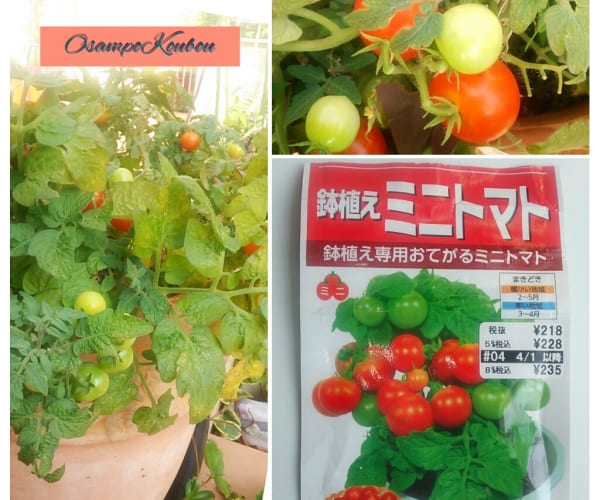 グウタラ向きのトマトの種「鉢植えミニトマト」