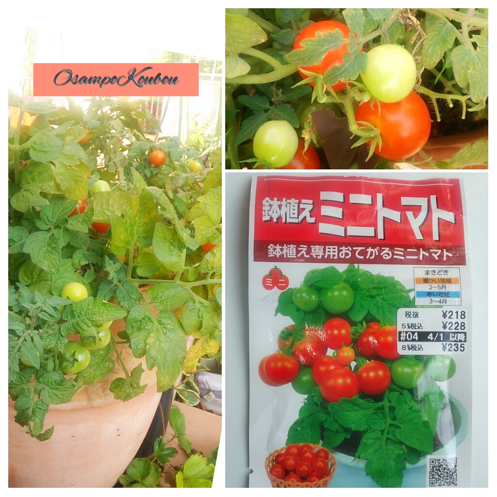グウタラ向きのトマトの種「鉢植えミニトマト」