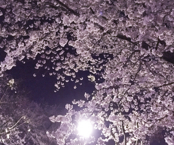 ご近所に夜桜見物に来ました。結構盛り上がってるグループもいくつかありますよ。 娘も付き合ってくれて夫も楽しそうです。 #夜桜 #守谷 #cherryblossom #japan #moriya